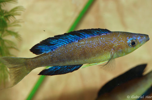 Cyprichromis microlepidotus, variété de Karilani, mâle (Club aquariophile de Vernon, décembre 2007)