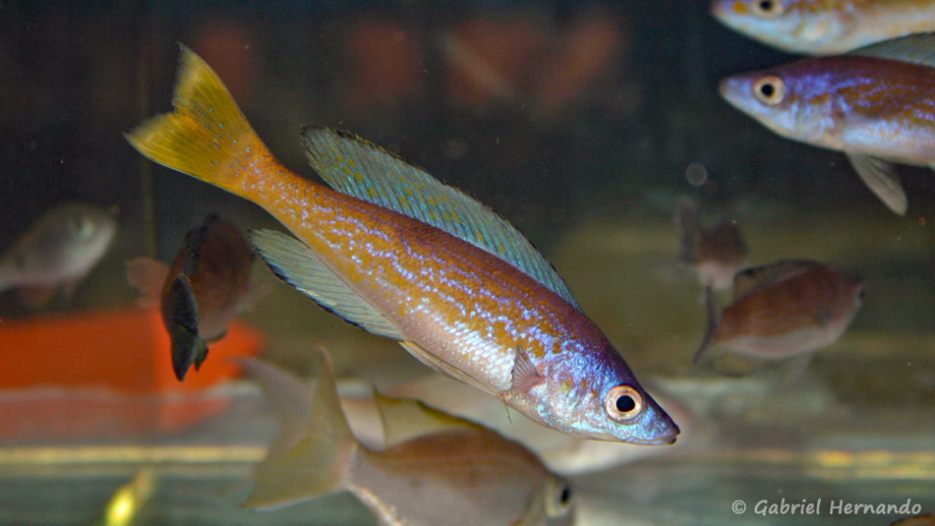 Cyprichromis microlepidotus, variété de Magara (Vichy, congrès 2004)