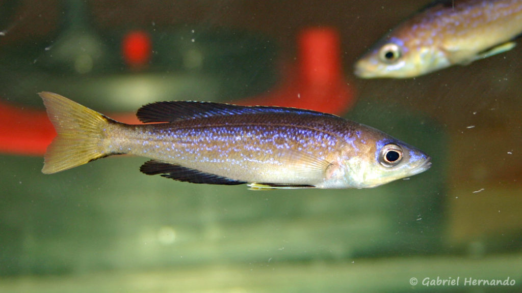 Cyprichromis microlepidotus, variété de Bulu Point (Vichy, congrès 2005)