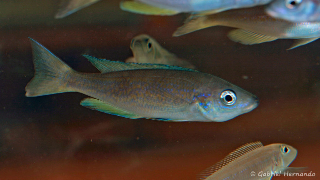 Cyprichromis pavo, variété de Nangu (Nancy, congrès AFC 2008)
