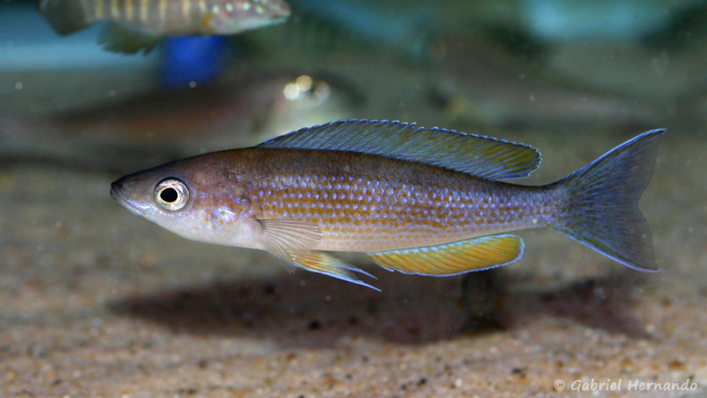 Cyprichromis pavo, variété de Sibwesa ( Arlon, congrès de mai 2008)