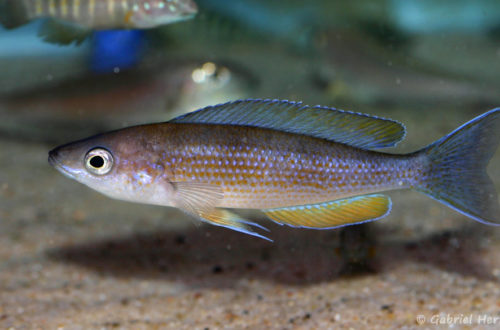 Cyprichromis pavo, variété de Sibwesa ( Arlon, congrès de mai 2008)