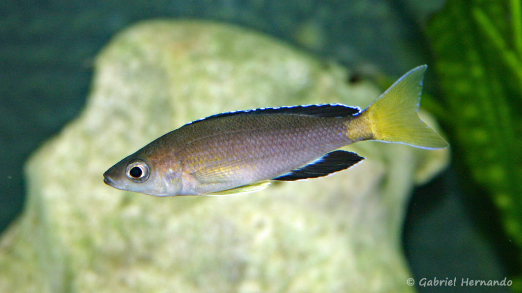Cyprichromis sp. "Jumbo", mâle de la variété de Chaitika (Club aquariophile de Vernon, août 2004)