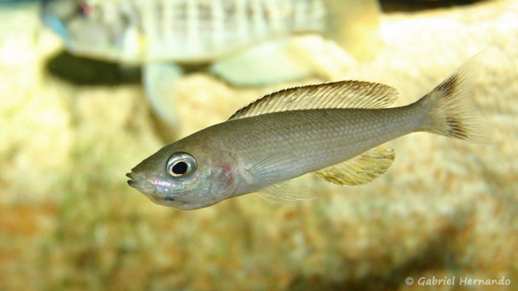 Cyprichromis sp. "Jumbo", femelle en incubation, de la variété de Chaitika (Club aquariophile de Vernon, août 2004)