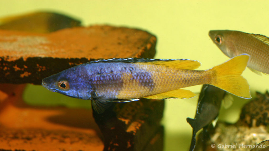 Cyprichromis sp. "Jumbo", mâle de la variété de Kitumba (Aquabeek, mars 2009)