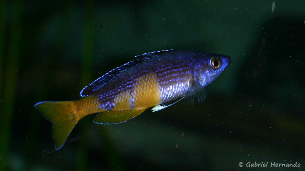 Cyprichromis sp. "Jumbo", mâle de la variété de Kitumba (Abysse, mars 2008)