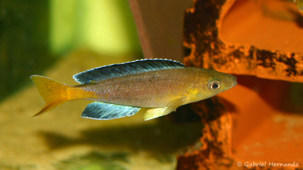 Cyprichromis sp. "Jumbo", mâle de la variété de Sibwesa (Aquabeek, mars 2009)