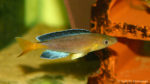 Cyprichromis sp. "Jumbo", mâle de la variété de Sibwesa (Aquabeek, mars 2009)