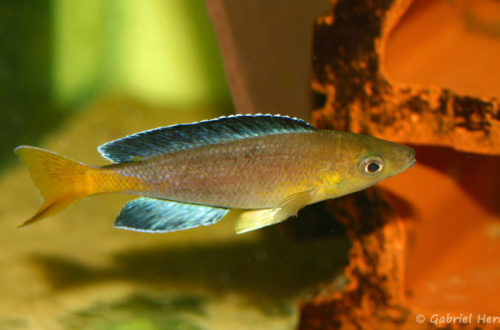 Cyprichromis sp. "Jumbo", mâle de la variété de Sibwesa (Aquabeek, mars 2009)