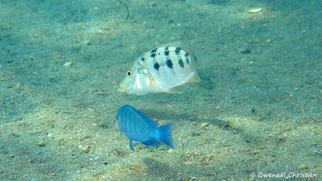 Fossorochromis rostratus et Cyrtocara moorii, in situ à Masinje