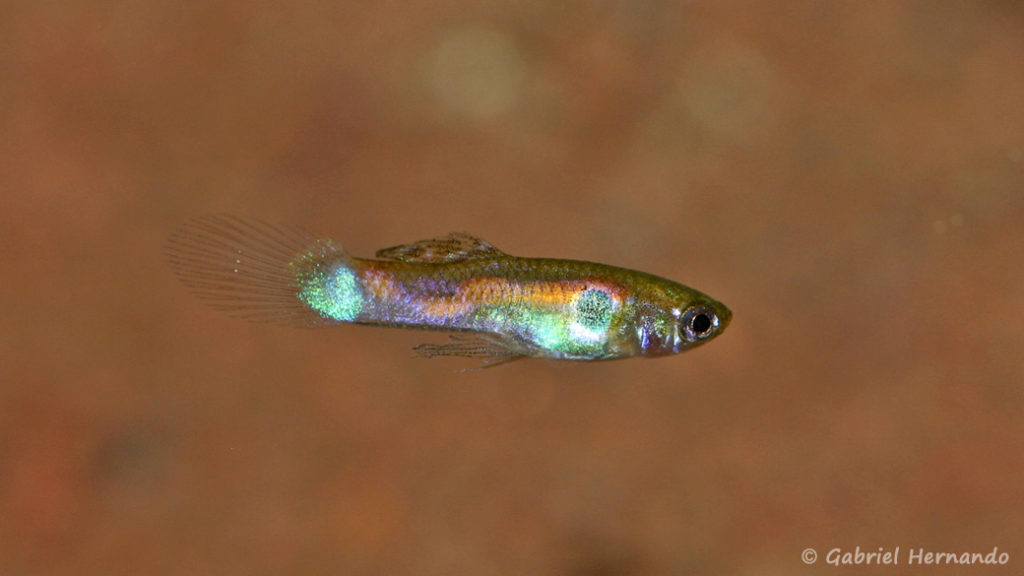 Poecilia reticulata, variété du Rio Tefe, Brésil (Expo AFV, Pont L'Evêque, septembre 2009)