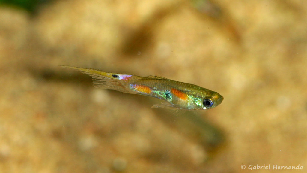 Poecilia reticulata, variété du Rio Vachado (Expo AFV, Pont L'Evêque, septembre 2009)