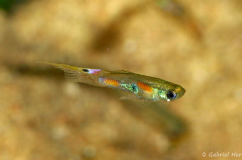 Poecilia reticulata, variété du Rio Vachado (Expo AFV, Pont L'Evêque, septembre 2009)