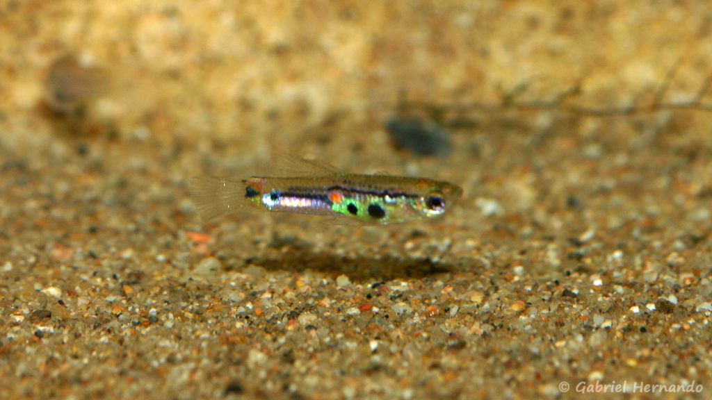 Poecilia reticulata, variété de El Salto Rio Morinchale (Expo AFV, Pont L'Evêque, septembre 2009)