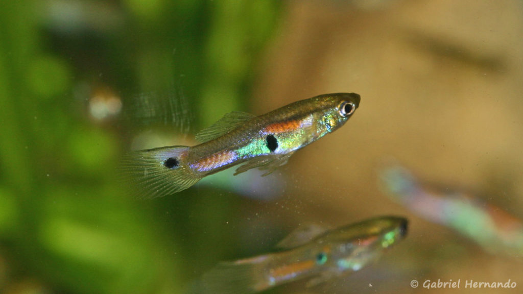 Poecilia reticulata, variété de Delta Area, Colombie (Expo AFV, Pont L'Evêque, septembre 2009)