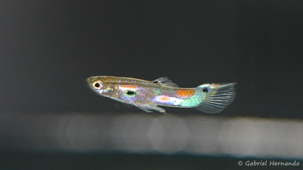 Poecilia reticulata, variété Dwight Yorice, Tobago (Truffaut Paris 13, janvier 2009)