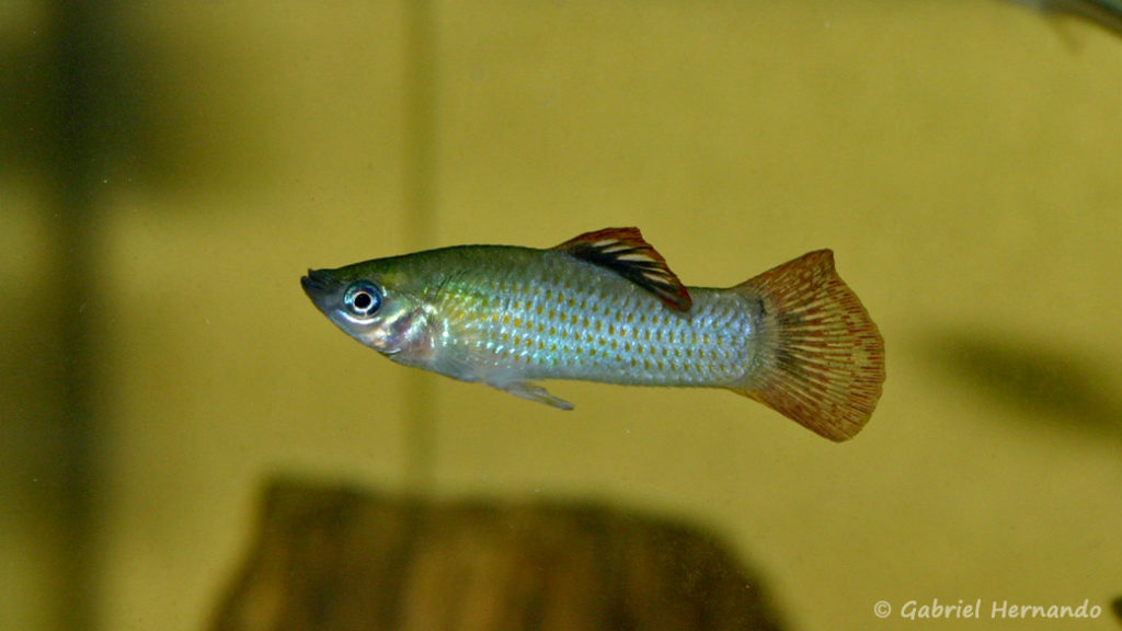 Poecilia salvadoris, mâle de la variété San Lorenzo, Nicaragua (Club aquariophile de Vernon, juillet 2007)