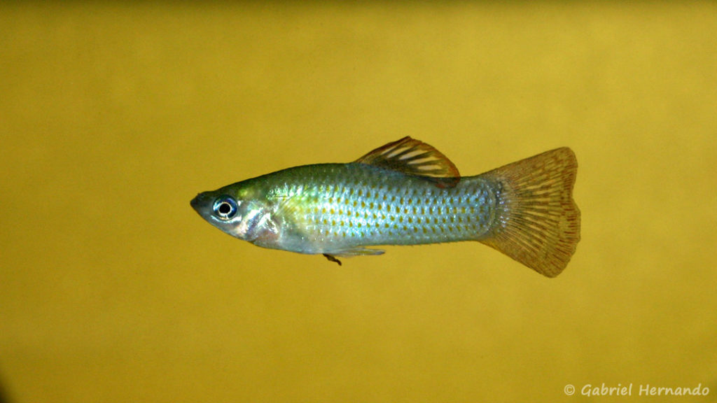 Poecilia salvadoris, mâle de la variété San Lorenzo, Nicaragua (Club aquariophile de Vernon, juillet 2007)