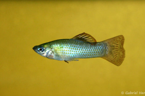 Poecilia salvadoris, mâle de la variété San Lorenzo, Nicaragua (Club aquariophile de Vernon, juillet 2007)