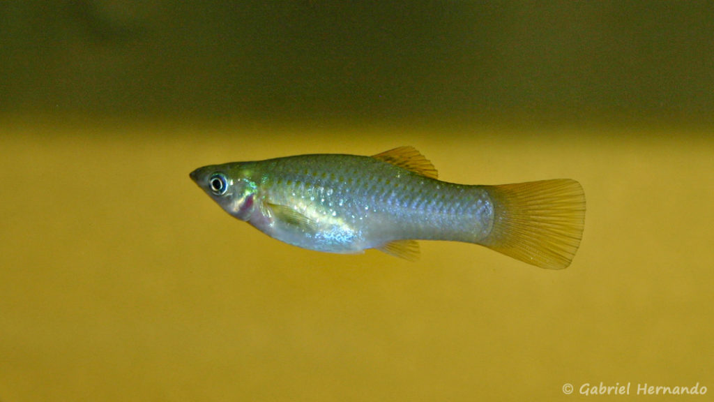 Poecilia salvadoris, femelle de la variété San Lorenzo, Nicaragua (Club aquariophile de Vernon, juillet 2007)