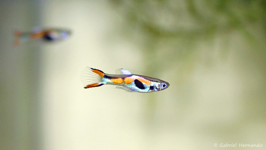 Poecilia sp endler's, variété de Laguna Los Patos, Venezuela (Club aquariophile de Vernon, juillet 2007)