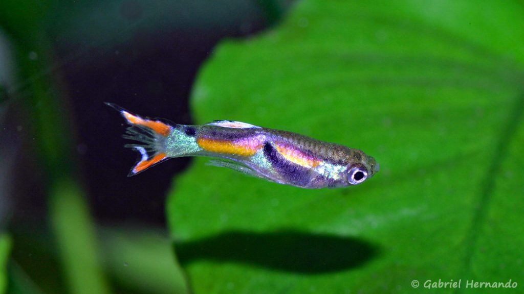 Poecilia sp endler's, variété de Laguna Los Patos, Venezuela (Club aquariophile de Vernon, décembre 2007)