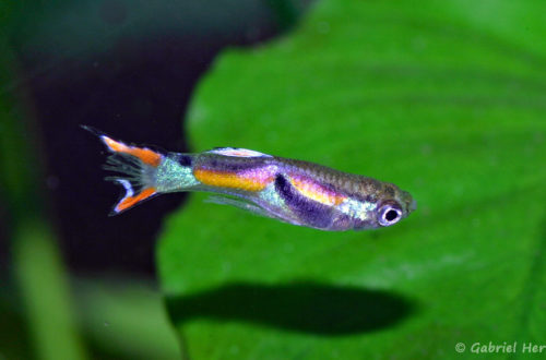 Poecilia sp endler's, variété de Laguna Los Patos, Venezuela (Club aquariophile de Vernon, décembre 2007)