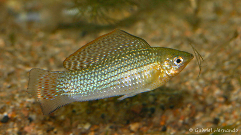 Poecilia velifera, variété de Cancun, Mexique (Expo AFV, Pont l'Evêque, septembre 2009)