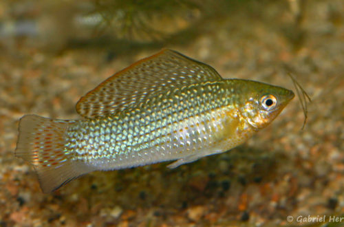 Poecilia velifera, variété de Cancun, Mexique (Expo AFV, Pont l'Evêque, septembre 2009)