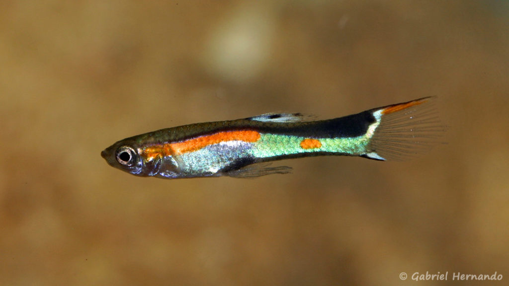 Poecilia wengei, variété de Laguna Campoma, Venezuela (Expo AFV, Pont l'Evêque, septembre 2009)