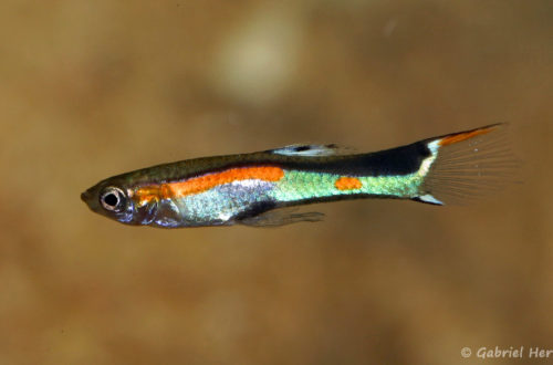 Poecilia wengei, variété de Laguna Campoma, Venezuela (Expo AFV, Pont l'Evêque, septembre 2009)