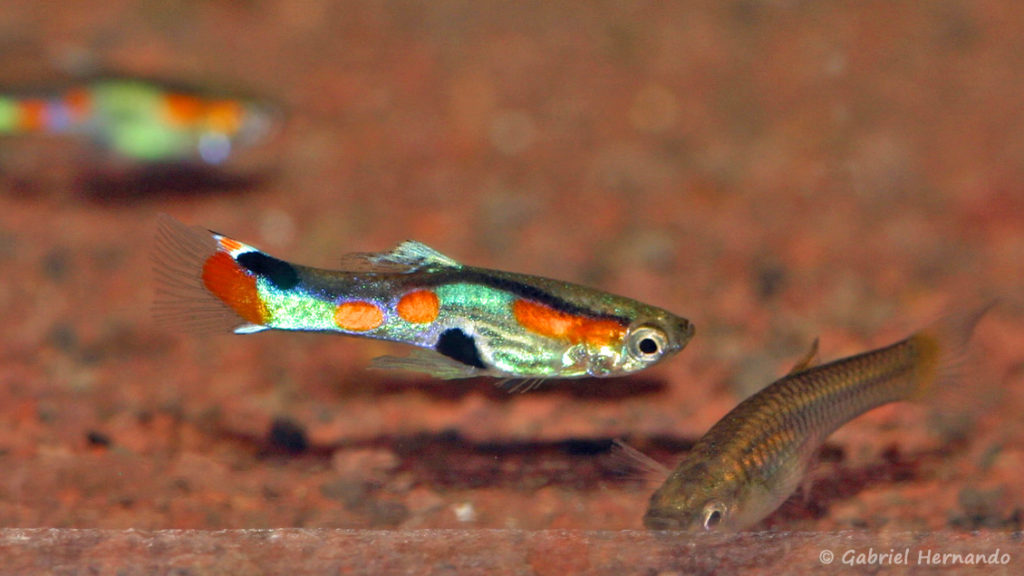 Poecilia wengei, variété de Laguna Campoma, Venezuela (Expo AFV, Pont l'Evêque, septembre 2009)