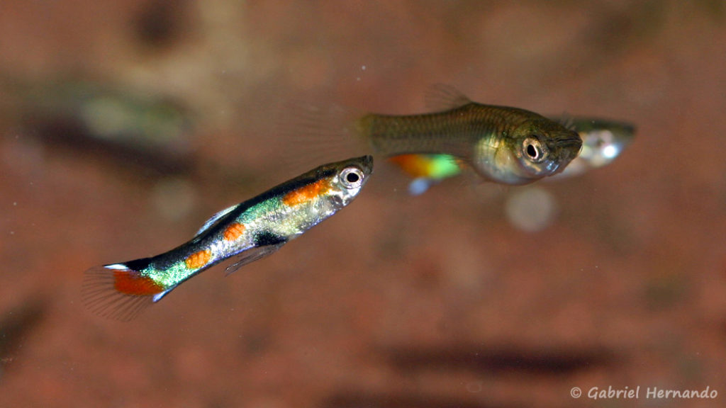 Poecilia wengei, variété de Laguna Campoma, Venezuela (Expo AFV, Pont l'Evêque, septembre 2009)