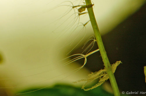 Hydres dans l'aquarium