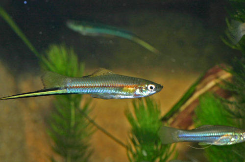 Xiphophorus helleri, variété de Hacienda Lencero, Xalapa (Expo AFV, Pont L'Evêque, septembre 2009)