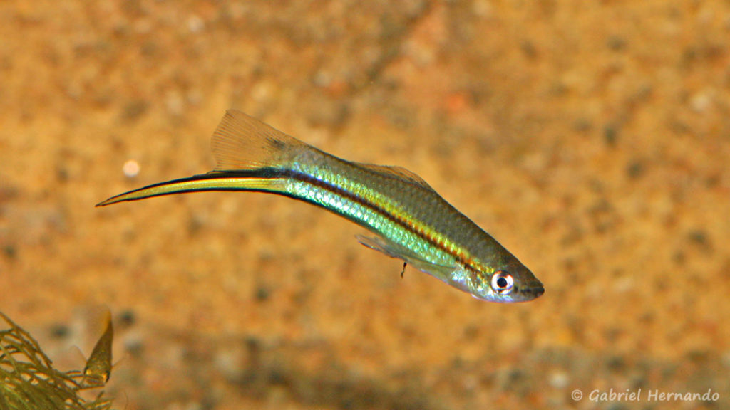 Xiphophorus helleri , variété de Hacienda Lencero, Xalapa (Expo AFV, Pont L'Evêque, septembre 2009)