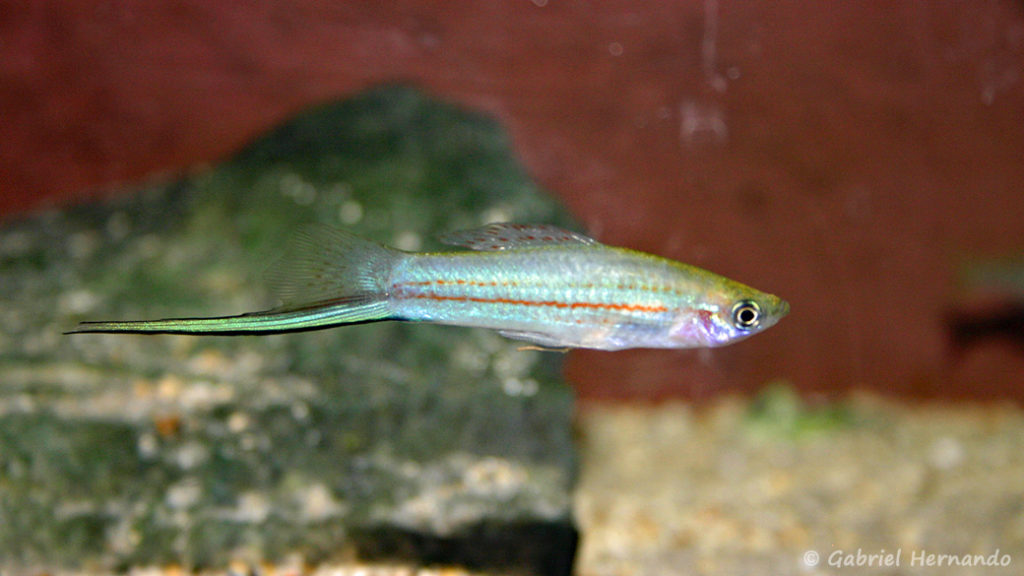 Xiphophorus mayae (Chez Estelle Jubreaux, juillet 2007)