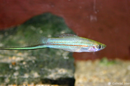 Xiphophorus mayae (Chez Estelle Jubreaux, juillet 2007)