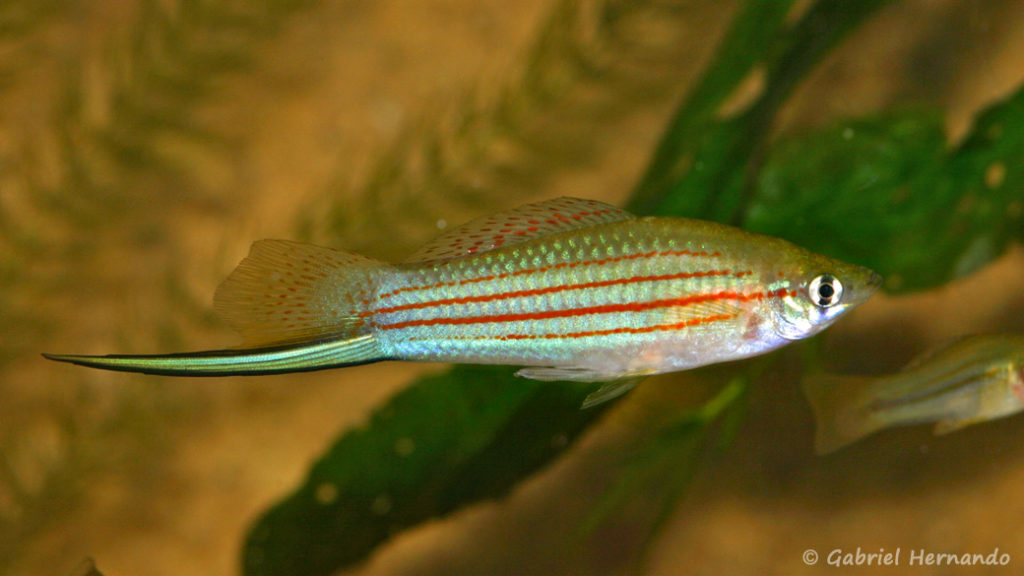 Xiphophorus mayae, variété du Rio de Marisco, Southcoast lago Izabal (Expo AFV, Pont L'Evêque, septembre 2009)