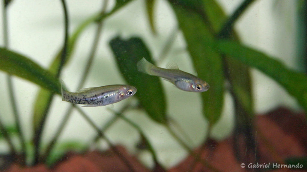 Xiphophorus milleri, mâle et femelle (Club aquariophile de Vernon, juillet 2007)