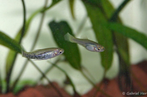 Xiphophorus milleri, mâle et femelle (Club aquariophile de Vernon, juillet 2007)