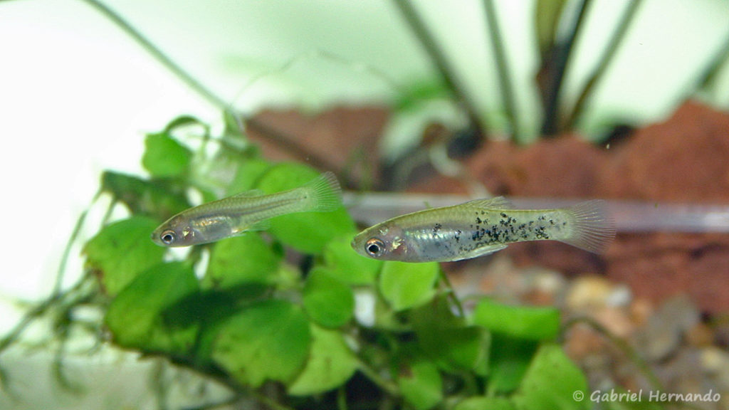 Xiphophorus milleri, mâle et femelle (Club aquariophile de Vernon, juillet 2007)