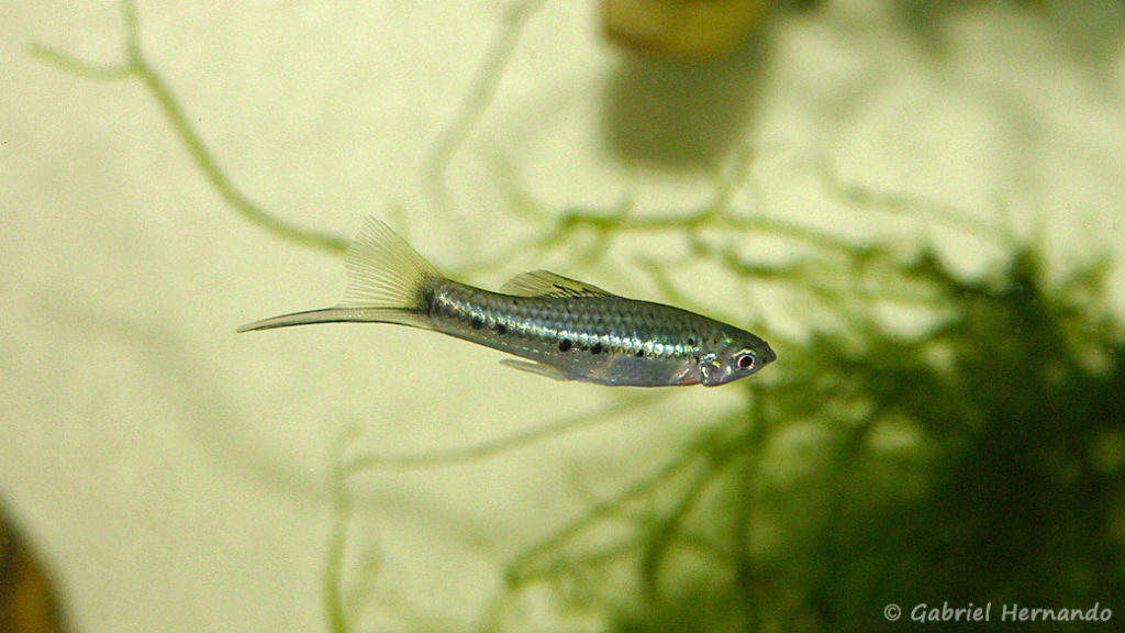 Xiphophorus montezumae, mâle de la variété de Cascadas de Tamaposo (Club aquariophile de Vernon, septembre 2007)