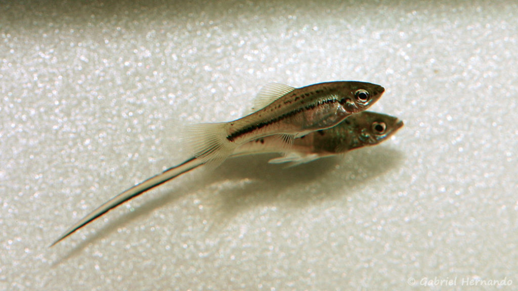 Xiphophorus montezumae, mâle et femelle de la variété de Cascadas de Tamaposo (Club aquariophile de Vernon, décembre 2007)