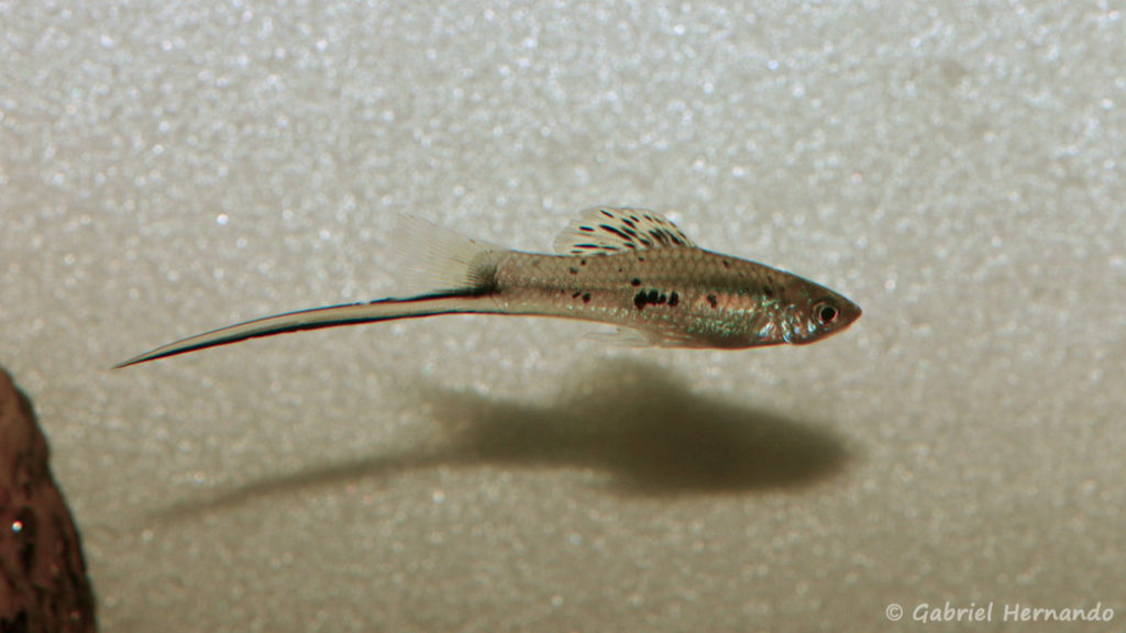 Xiphophorus montezumae, mâle de la variété de Cascadas de Tamaposo (Club aquariophile de Vernon, décembre 2007)