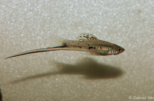 Xiphophorus montezumae, mâle de la variété de Cascadas de Tamaposo (Club aquariophile de Vernon, décembre 2007)