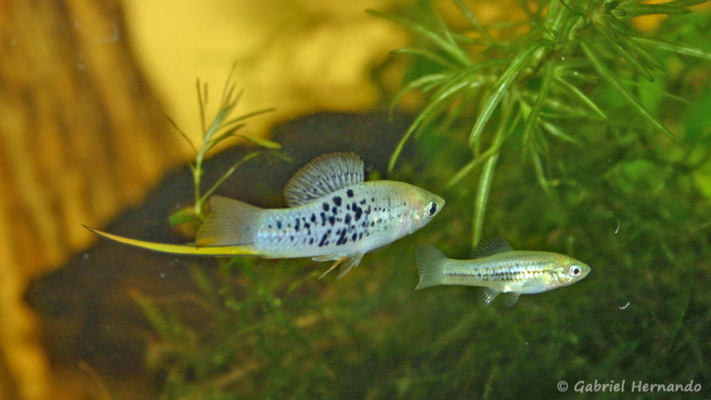 Xiphophorus nezahualcoyolt, mâle et femelle (Club aquariophile de Vernon, juillet 2007)