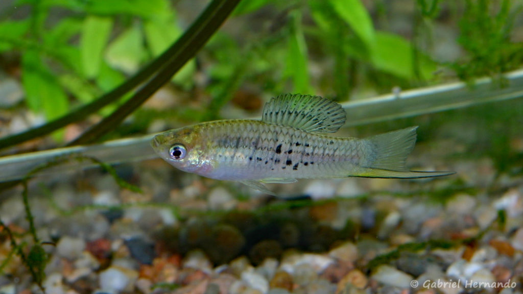 Xiphophorus nezahualcoyolt, mâle (Club aquariophile de Vernon, juillet 2007)