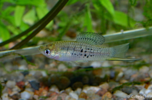Xiphophorus nezahualcoyolt, mâle (Club aquariophile de Vernon, juillet 2007)