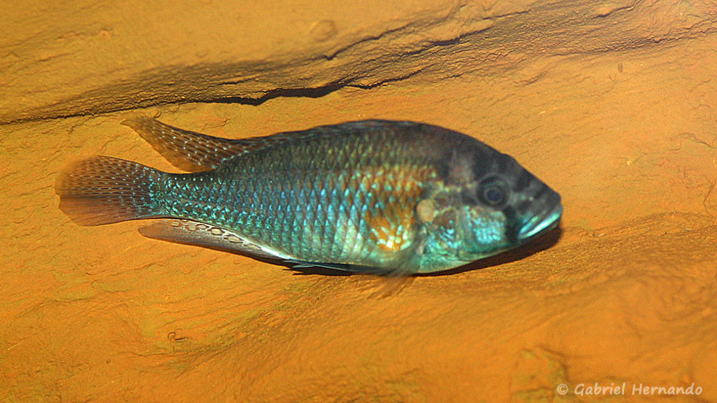 Astatotilapia burtoni (chez Gilles Garrier, août 2009)